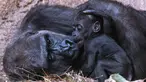 Bayi gorila bernama Kio beristirahat dengan ibunya Kumili di kebun binatang di Leipzig, Jerman (7/2). Kio lahir pada malam hari antara 5 dan 6 Desember 2017. (AP Photo / Jens Meyer)