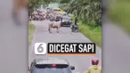 THUMBNAIL SAPI