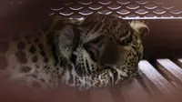 Seekor macan tutul Jawa yang dibius terbaring di dalam kandang di sebuah hotel di Bandung, Jawa Barat, pada 6 Oktober 2025, setelah masuk ke area hotel. (Timur Matahari/AFP)