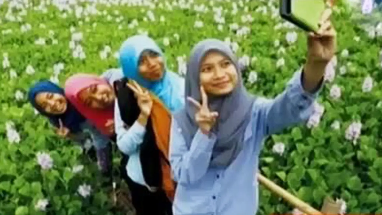 VIDEO: Setelah Amarilis, Bunga Eceng Gondok Jadi  Sasaran Selfie