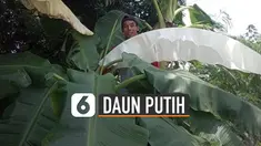 Baru-baru ini beredar video fenomena alam daun pisang berwarna putih viral di media sosial.