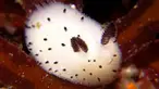 Dunia Twitter di Jepang baru-baru ini dibuat heboh oleh siput laut lucu yang memiliki nama latin Jorunna parva//siput ini berbeda dengan siput pada umumnya//siput ini terlihat seperti seekor kelinci berbulu// telinga kecil dari siput laut yang berben...