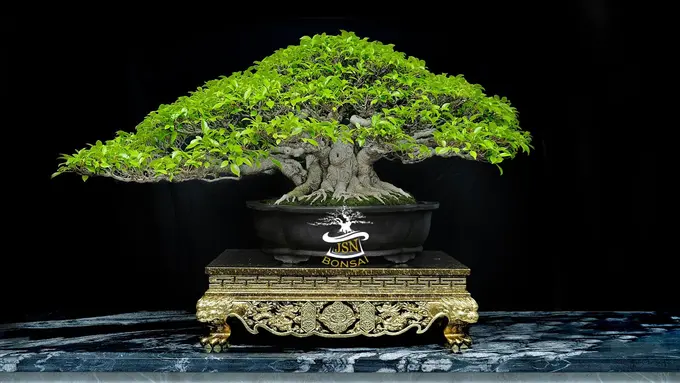 Pohon Bonsai Fikus Kimeng