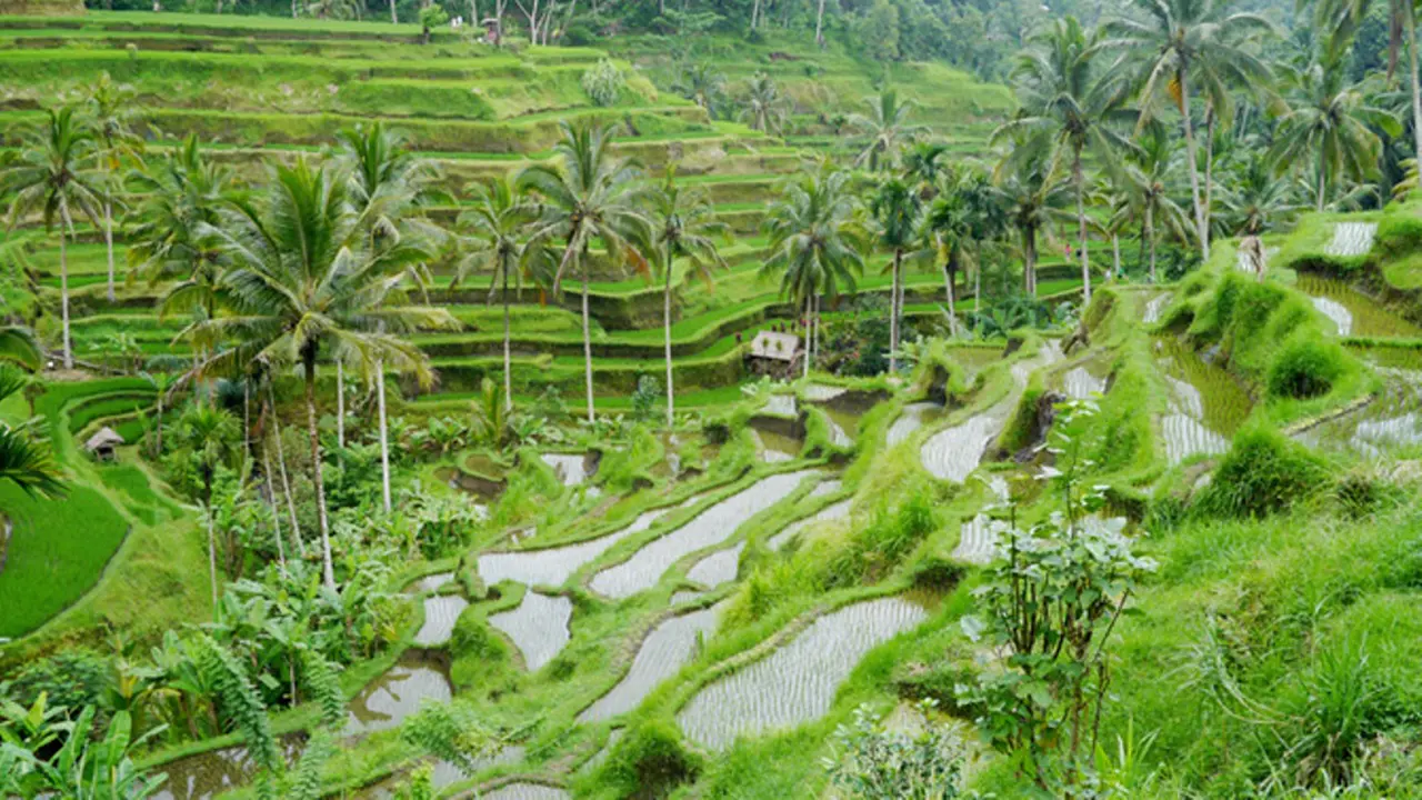 [Bintang] Ubud
