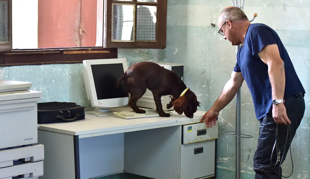 Patrick Claude membantu anjingnya, Nova mendeteksi bau kutu busuk selama pelatihan di bekas kompleks militer di Magnac-Laval, Prancis, 15 Juli 2019. Anjing jantan berusia 15 bulan ini dapat mendeteksi sarang kutu busuk dengan cepat untuk dilakukan proses disinfeksi. (GEORGES GOBET / AFP)