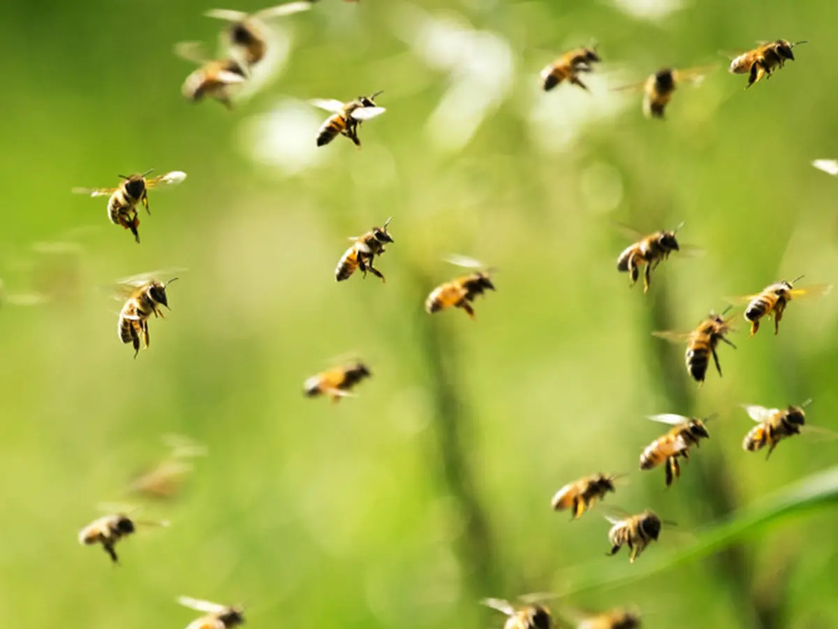 9 Arti Mimpi Disengat Lebah Yang Menjadi Pertanda Baik Untuk Kamu -  Lifestyle Fimela.com