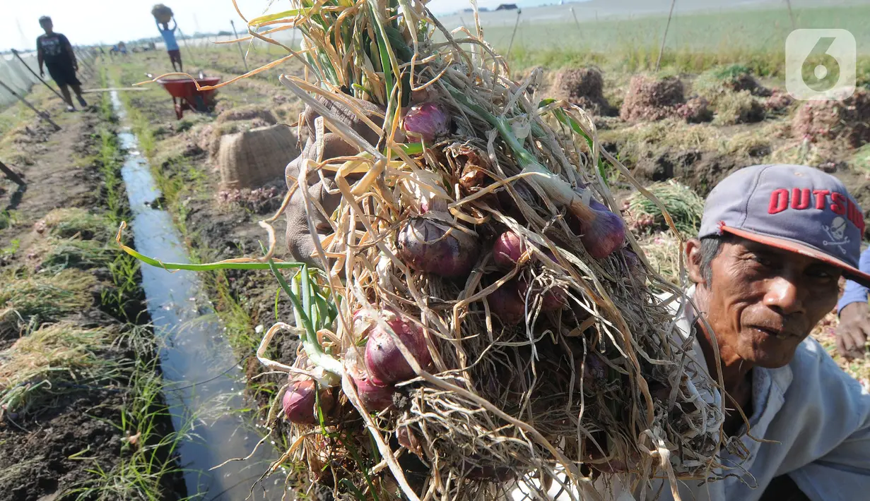 Petani menunjukkan bawang merah hasil panen di kawasan Leces Probolinggo, Jawa Timur, Minggu (29/8/2021). Harga bawang merah di tingkat petani turun drastis dari Rp 25 ribu per kg kini hanya Rp 15 ribu per kg. (merdeka.com/Arie Basuki)