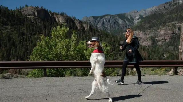 Dexter, anjing yang berjalan dengan dua kaki belakang seperti seorang manusia (Foto: photographer David Clifford/The Guardian)