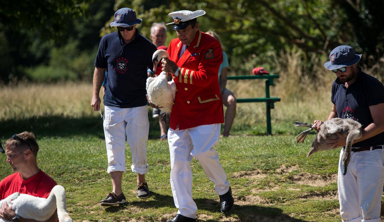 Petugas Penanda Angsa (Swan Marker) melepas seekor angsa usai kegiatan Sawn Upping di sepanjang Sungai Themes, Inggris, Senin (17/7). Tim sensus berharap dengan dijalankannya tradisi ini bisa membantu penyelamatan masa depan angsa (CHRIS J RATCLIFFE/AFP)