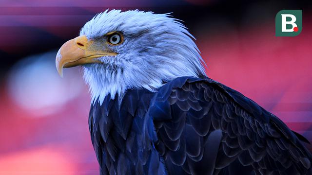Burung Elang di Estadio Da Luz