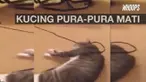 Seekor kucing pintar akting pingsan saat akan diajak jalan oleh pemiliknya. 