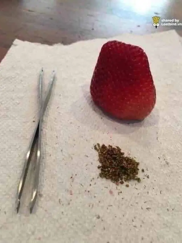 7 Aksi Kelewat Gabut dengan Makanan Ini Bikin Geleng Kepala