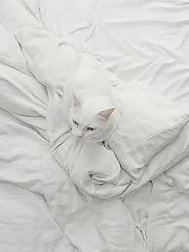 6 Tingkah Kucing Putih Saat Berkamuflase, Sulit Ditemukan