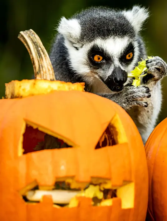 Seekor lemur mencari makanan di dalam buah labu yang diukir, beberapa hari sebelum perayaan Halloween, di kebun binatang Dierenpark, Belanda, 27 Oktober 2017. (REMKO DE WAAL / ANP / AFP)