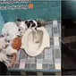 Potret kucing ngadem di toilet akibat cuaca panas. (Sumber: TikTok/@rantingpinus)