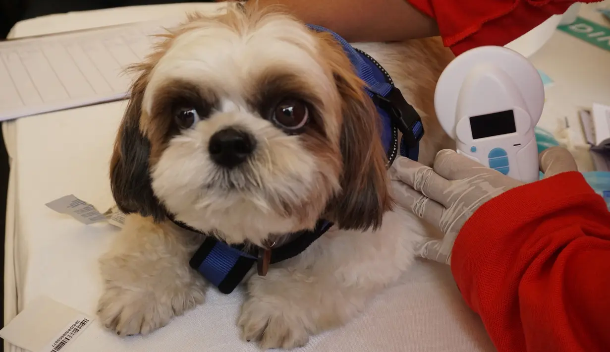 Seekor anjing bersiap dipasang microchip oleh petugas di Jakarta (6/10). Dinas KPKP DKI Jakarta bersama JAAN mensosialisasikan pemasangan Microchip untuk anjing dan kepemilikan hewan yang bertanggung jawab. (Doc. world rabies day 2018)