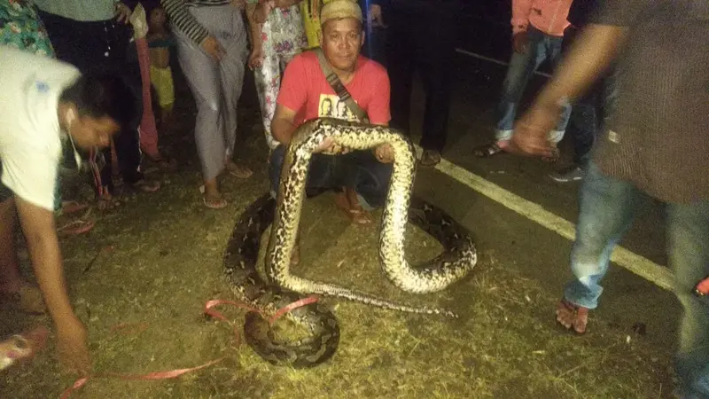 Ular piton sepanjang 6 meter hendak masuk ke pemukiman warga (Abdul Rajab Umar/Liputan6.com)