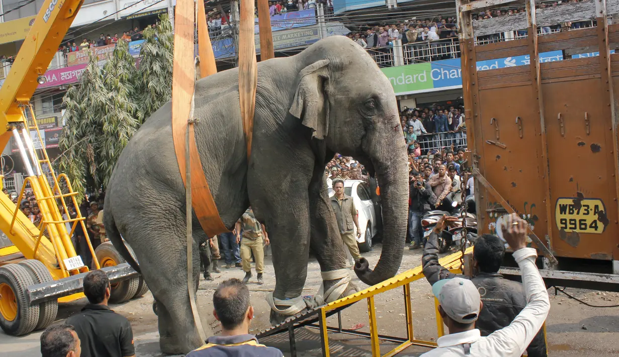 Petugas menggunakan crane untuk mengangkat seekor gajah usai dilumpukan dengan tembakan bius di Siliguri negara bagian Bengal Barat, India, Rabu (10/2). Gajah yang panik itu lari membabi buta sebelum terkena obat penenang. (AFP PHOTO/Diptendu Dutta)