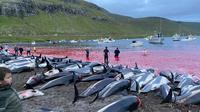 Bangkai lumba-lumba sisi putih yang mati tergeletak di pantai setelah ditarik dari air berlumuran darah di pulau Eysturoy yang merupakan bagian dari Kepulauan Faeroe Minggu 12 September 2021 (AP Photo)