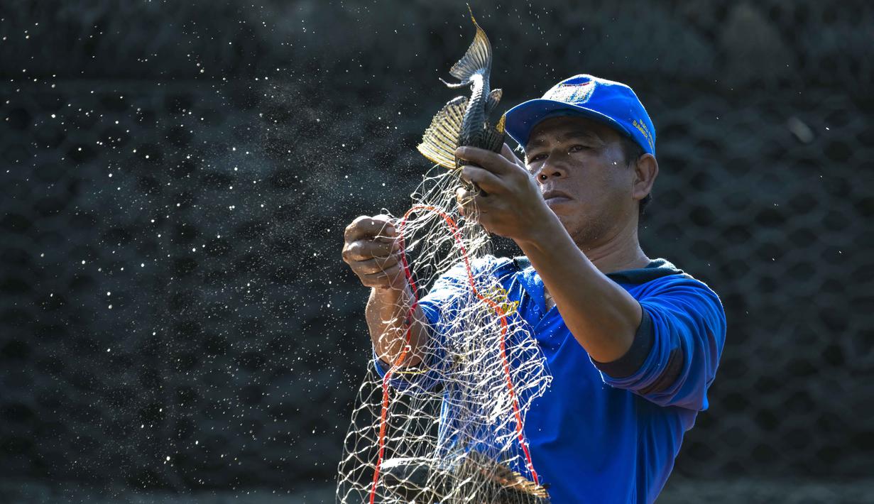 Fokus pembersihan mencakup Daerah Aliran Sungai (DAS) Ciliwung, berbagai waduk serta saluran irigasi di seluruh Jakarta. Tampak dalam foto, petugas dari Dinas Sumber Daya Air (SDA) DKI Jakarta menangkap ikan sapu-sapu dari salah satu danau yang terhubung dengan sungai di Jakarta pada Jumat 24 April 2026. (BAY ISMOYO/AFP)