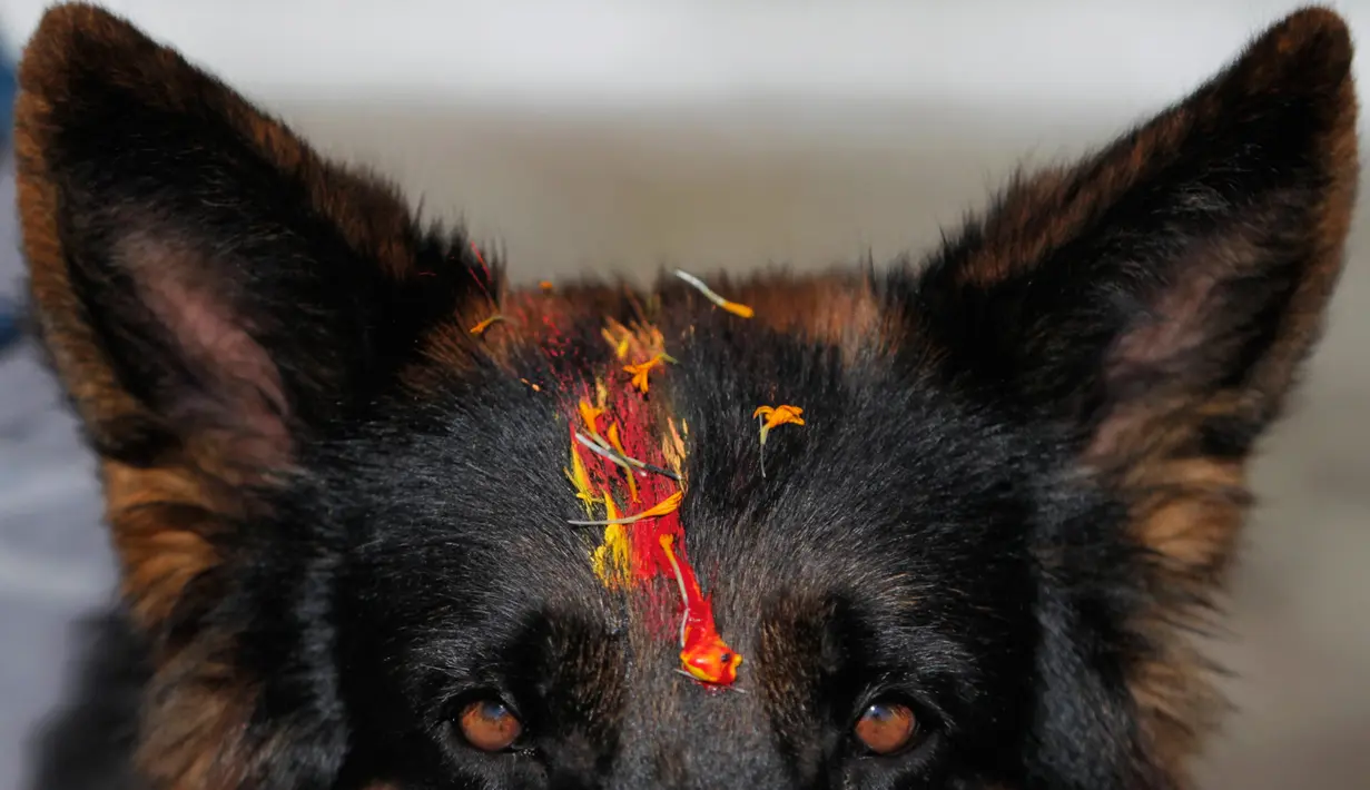 Anjing polisi diberi kalung bunga dan bubuk vermillion di dahi pada perayaan Tihar di Kathmandu, Minggu (27/10/2019). Festival yang diberi nama Kukur Puja itu dilakukan pada hari kedua perayaan Festival Diwali, atau yang lebih dikenal masyarakat Nepal sebagai Festival Tihar. (AP/Niranjan Shrestha)