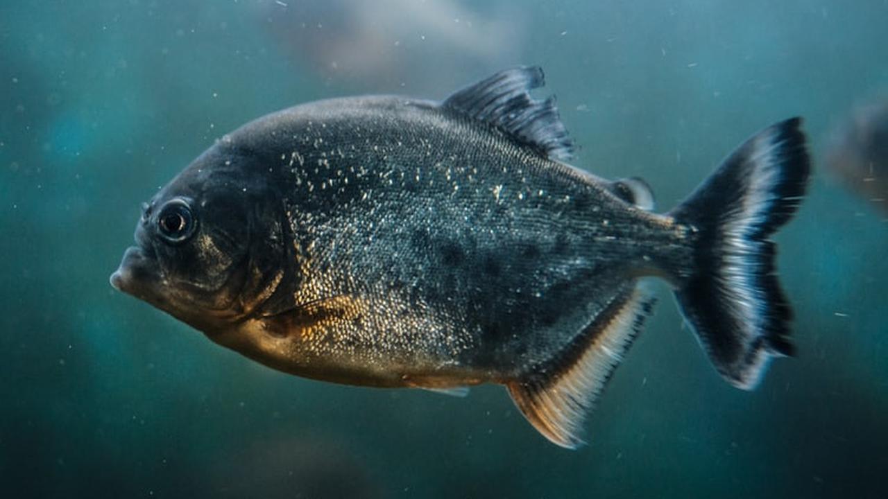 Hewan memaatikan di amazon