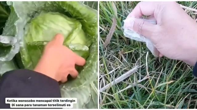 Wonosobo Capai Titik Terdingin, Tanaman Kubis Sampai Beku Diselimuti Es Ini Viral