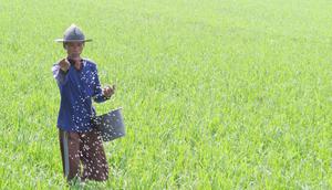 Ilustrasi petani bekerja di sawah. (Dok. Kementan)