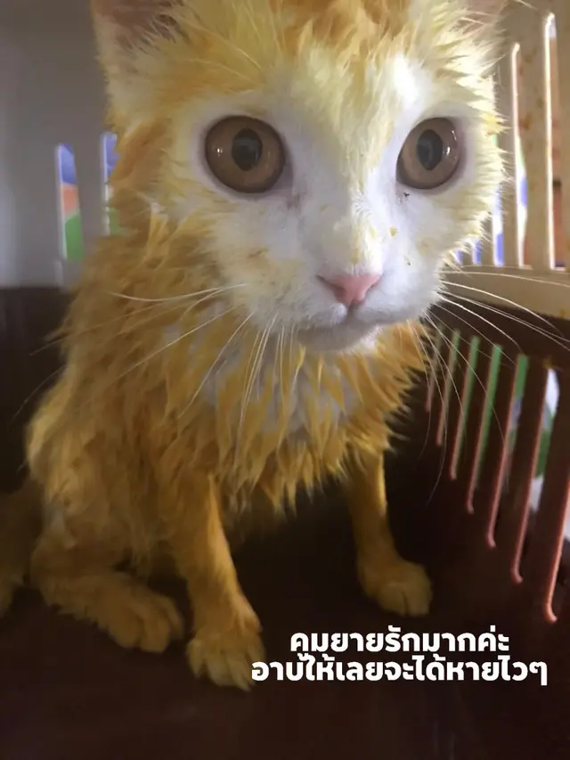 Bak Karakter Pikachu, Kucing Ini Berubah Berwarna Kuning Setelah Diobati