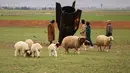 Sejumlah warga lokal nekat melihat dari dekat rudal buatan Iran yang gagal meledak tersebut. Tampak dalam foto, para penggembala, dengan mempertaruhkan diri menghadapi bahaya amunisi yang belum meledak, memeriksa sebuah proyektil rudal Iran yang mendarat di lapangan terbuka di pinggiran Qamishli, Suriah timur, Rabu 4 Maret 2026. (AP Photo/Baderkhan Ahmad)