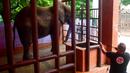 Seorang dokter hewan dari Four Paws International menembakkan obat penenang ke gajah Madhu Bala sebelum mereka memulai perawatannya di Karachi Zoological Garden, Karachi, Pakistan, 17 Agustus 2022. Organisasi Four Paws International yang berbasis di Austria diminta oleh Pengadilan Tinggi Sindh untuk turun tangan merawat hewan-hewan di kebun binatang tersebut. (Asif HASSAN/AFP)