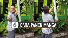 Memanen mangga adalah hal yang sangat menyenangkan bagi pemiliknya. Seperti dilakukan seorang pria ini memanen mangga dengan cara kreatif.