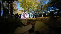 Seorang wanita mengambil foto di bawah pohon ginkgo selama musim gugur di Showa Memorial Park, Tokyo, Jepang (15/11). Pohon Ginkgo yang berasal dari Tiongkok ini dikenal sebagai pohon rambut gadis. (AP Photo / Eugene Hoshiko)