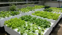 10 Cara Buat Kebun Hidroponik dari Box Styrofoam Bekas, Hemat Tempat &amp; Hasil Melimpah