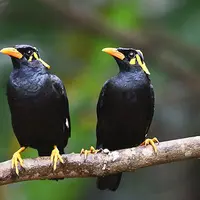 Berada dekat dengan masyarakat namun terancam punah, beo nias dan suweg dijadikan maskot Hari Cinta Puspa dan Satwa 2015. 