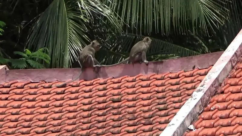 Puluhan Monyet Liar Turun Gunung Curi Makanan Warga Lumajang