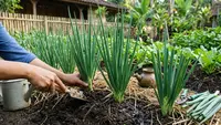 9 Cara Merawat Daun Bawang agar Tidak Busuk, Tetap Segar dan Subur