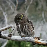 ilustrasi arti mimpi burung hantu/ Dominik Van Opdenbosch/unsplash