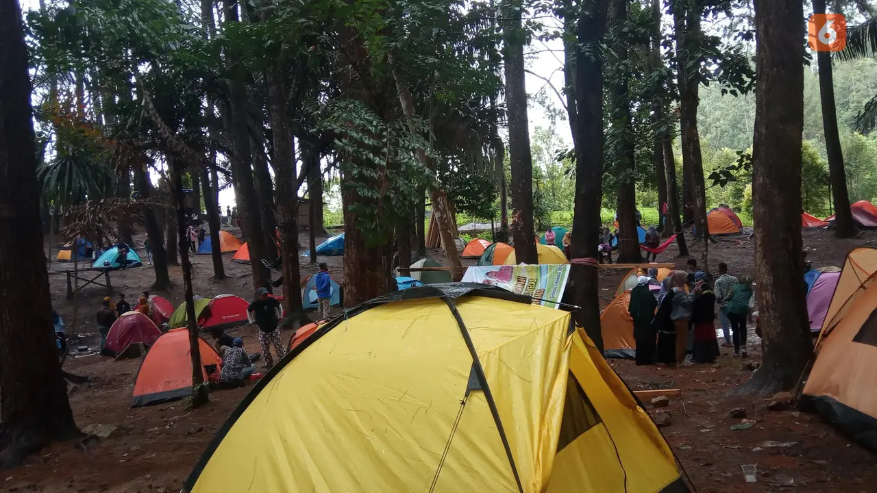 Hutan Pinus