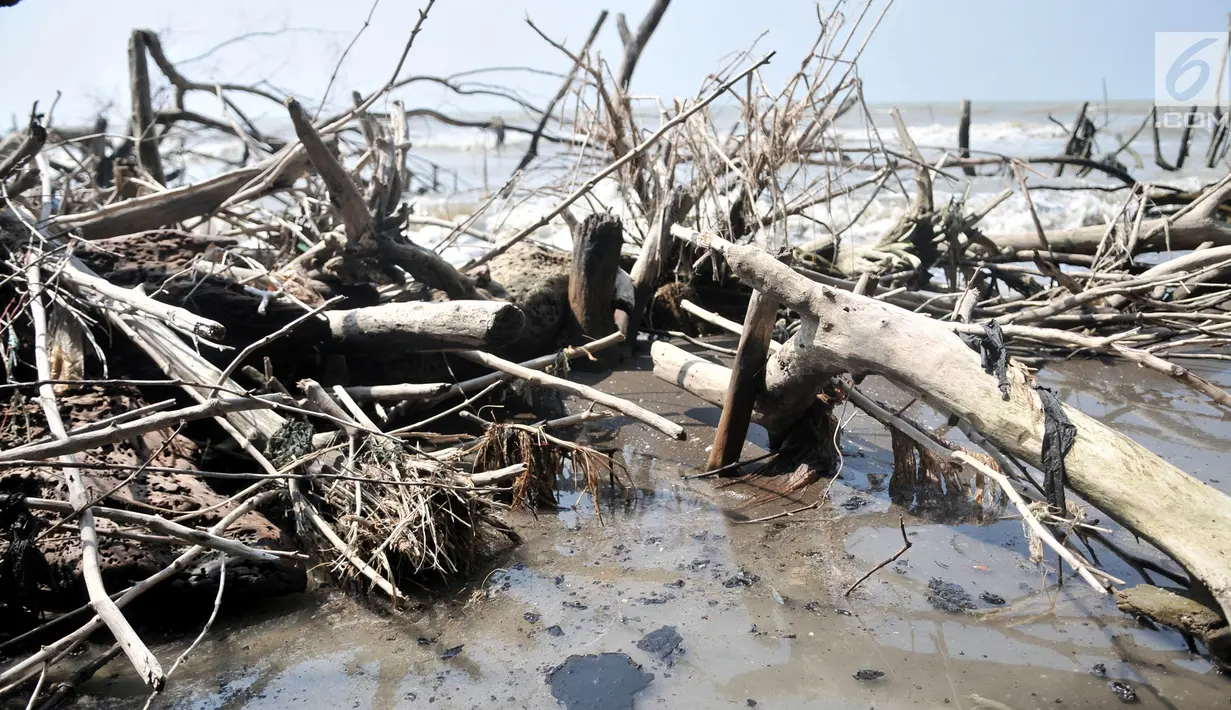 Limbah tumpahan minyak (oil spill) terlihat mencemari Pantai Muara Beting, Muara Gembong, Bekasi, Jawa Barat, Minggu (28/7/2019). Pencemaran minyak ini menyebabkan hasil tangkapan nelayan setempat menurun dan merusak hutan bakau fi sekitar Muara Beting. (merdeka.com/Iqbal S. Nugroho)