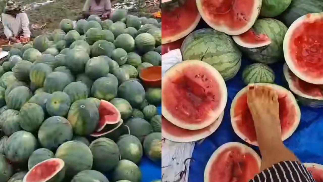 Aksi Petani Injak-Injak Semangka