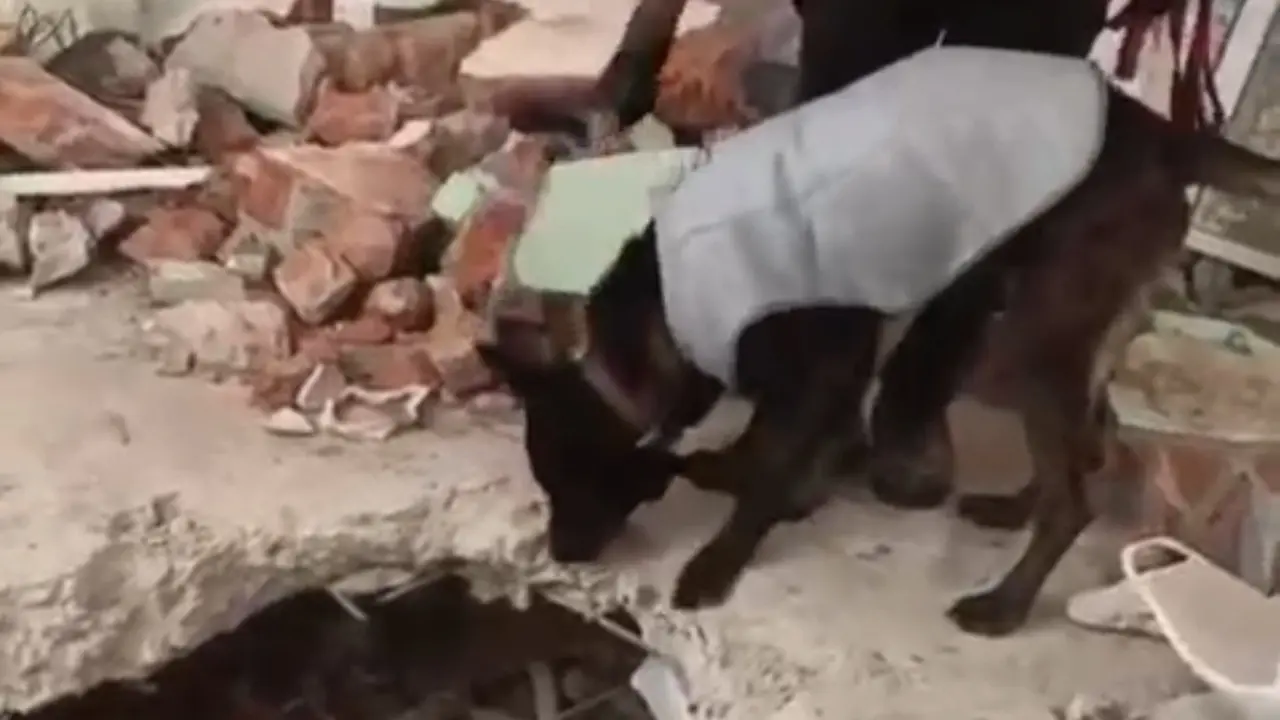 Tim K9 SAR Indonesia Temukan Korban Gempa Myanmar di Reruntuhan Bangunan