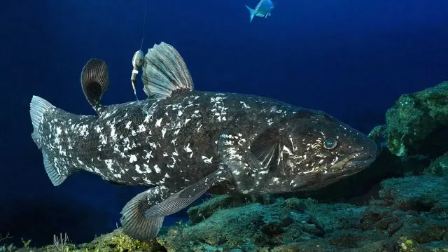 Ikan Purba