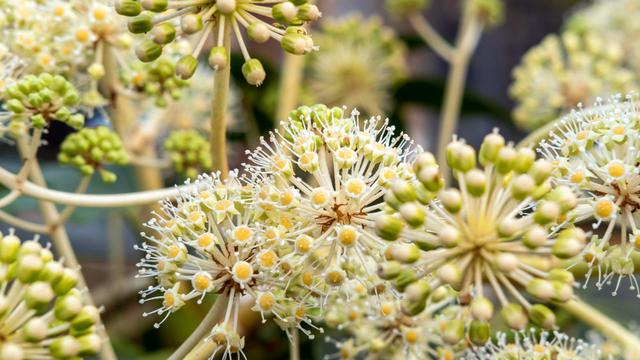 Ilustrasi pohon pulai