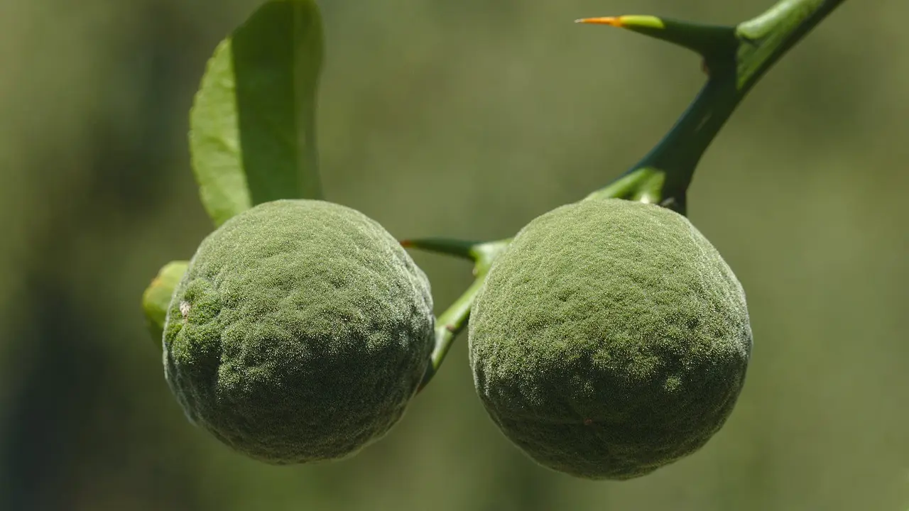 Buah Yuzu.