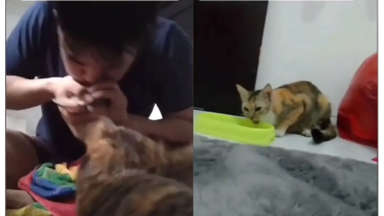 Kucing keracunan
