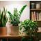 Ilustrasi Tanaman Hias yang Cocok untuk Kamar Tanpa Jendela/Gemini AI