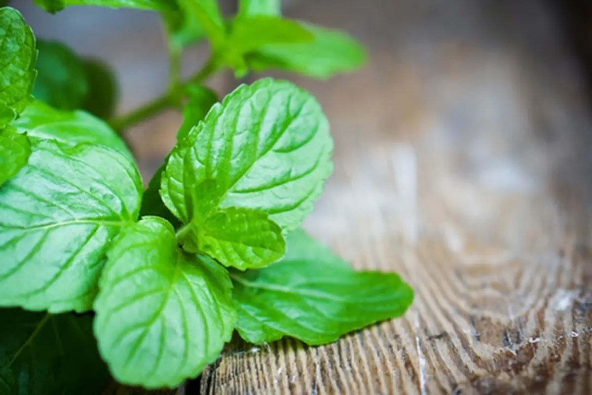 Foto: copyright thinkstockphotos.com