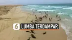 Ratusan ekor lumba-lumba terdampar di pinggir pantai kepulauan Cape Verde, Afrika Barat. Belum diketahui penyebab kematian ratusan mamalia laut tersebut.Para ahli masih menyelidiki.