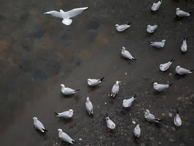 Kawanan burung yang bermigrasi terlihat di tepi sebuah sungai di Tonekabon, Iran utara, pada 30 November 2020. (Xinhua/Ahmad Halabisaz)